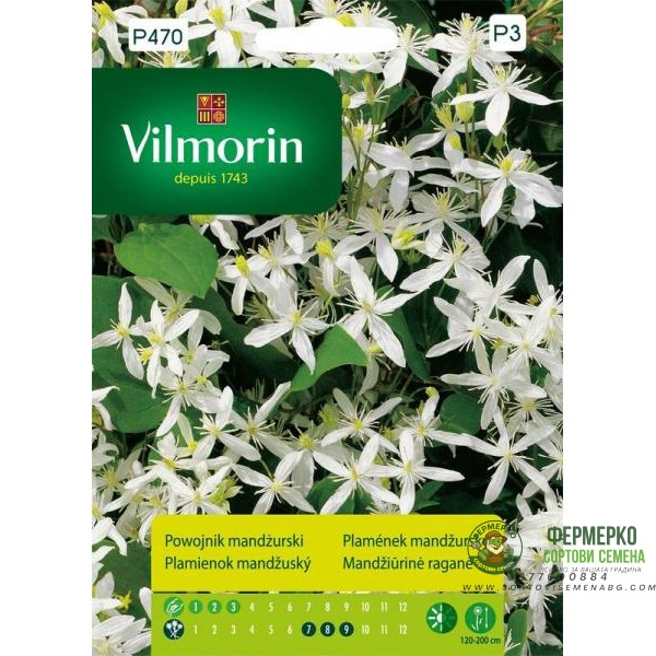 Клематис Манджурски