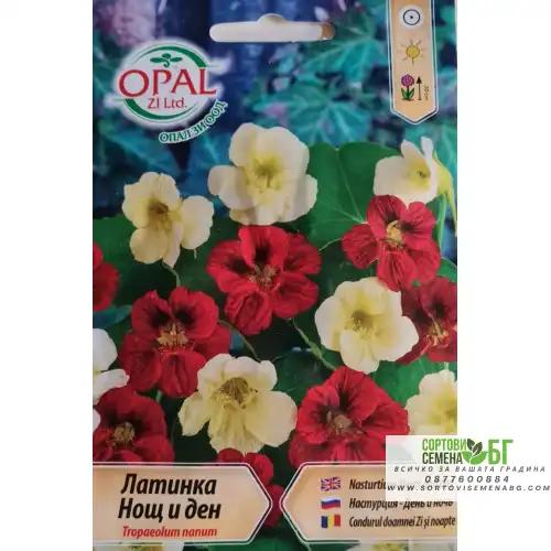 Латинка нощ и ден (ниска)