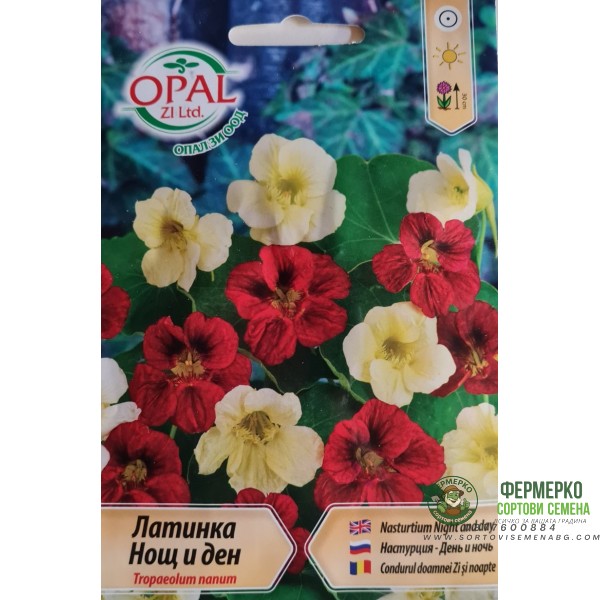 Латинка нощ и ден (ниска)