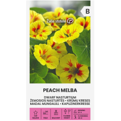 Латинка ниска прасковена мелба Tropaeolum