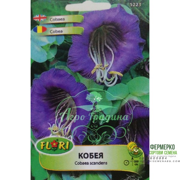 Кобея лилава