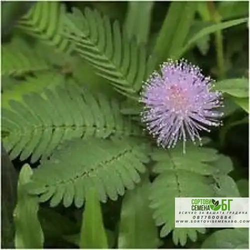 Срамежлива Мимоза / Mimosa pudica L.