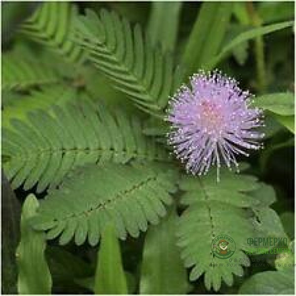 Семена за Срамежлива Мимоза