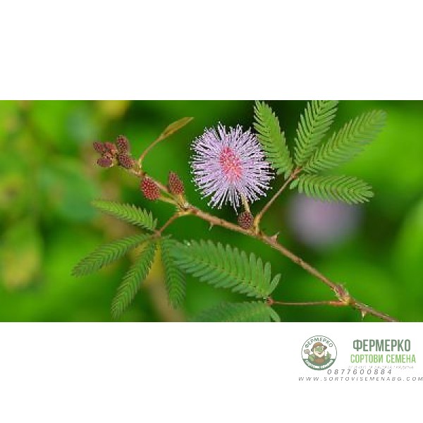 Семена за Срамежлива Мимоза