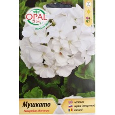 Бяло Мушкато F1 Pelargonium x hortorum