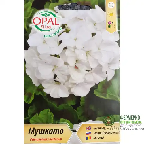 Бяло Мушкато F1 / Pelargonium x hortorum