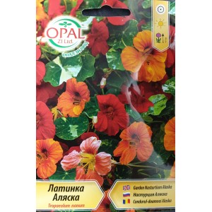Латинка ниска Аляска