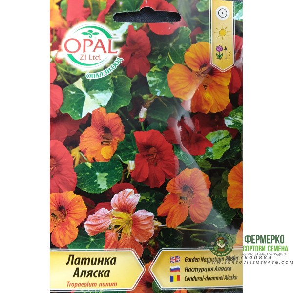 Латинка ниска Аляска