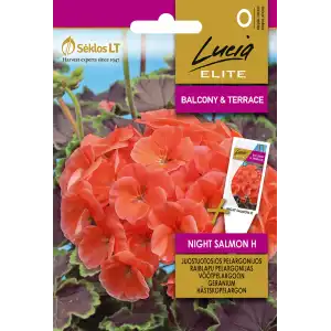 Мушкато Нощна Сьомга F1 / Geranium