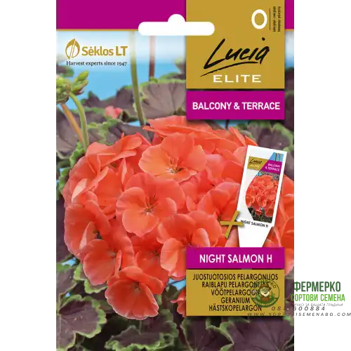 Мушкато Нощна Сьомга F1 / Geranium