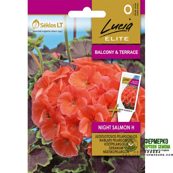 Мушкато Нощна Сьомга F1 Geranium