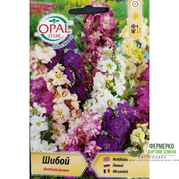 Шибой (Матиола) Matthiola incana