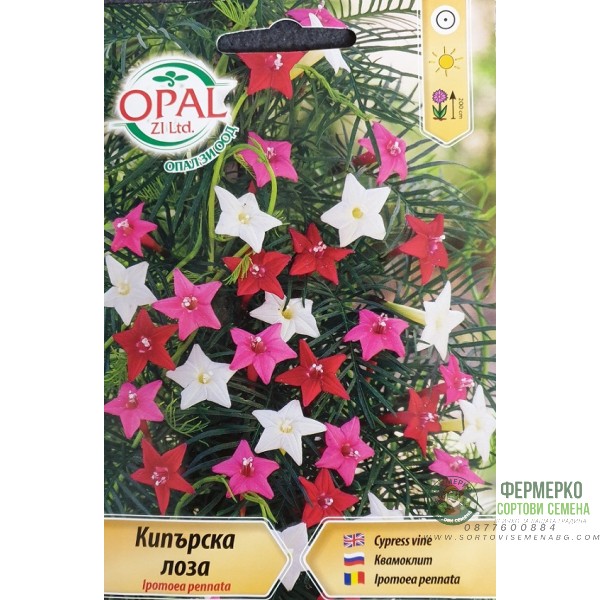 Кипърска лоза Ipomoea pennata