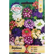 Вербена микс Verbena x hybrida
