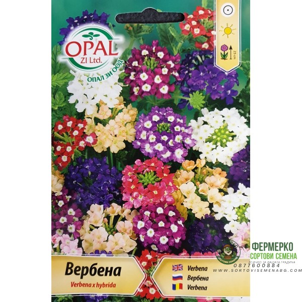 Вербена микс Verbena x hybrida