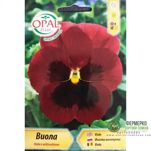 Виола Червена с черно / Viola x wittroskiana