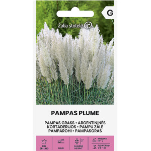 Пампаска трева Бяла / Cortaderia selloana Pampas plume