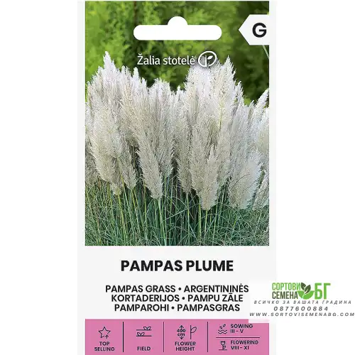Пампаска трева Бяла / Cortaderia selloana Pampas plume