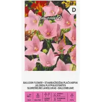 Платикодон пинк / Balloon Flower