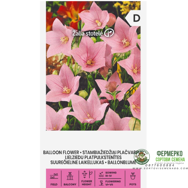 Платикодон пинк Balloon Flower