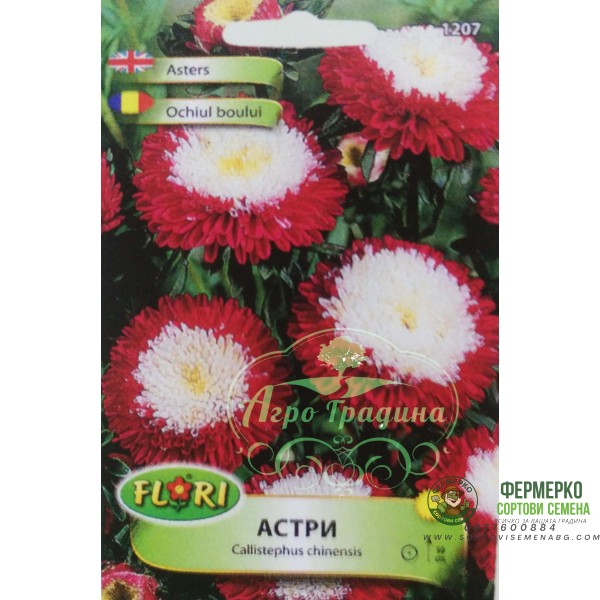 Астри Помпон червено с бяло