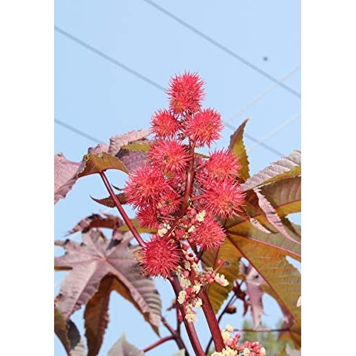 Рицин / Ricinus communis L
