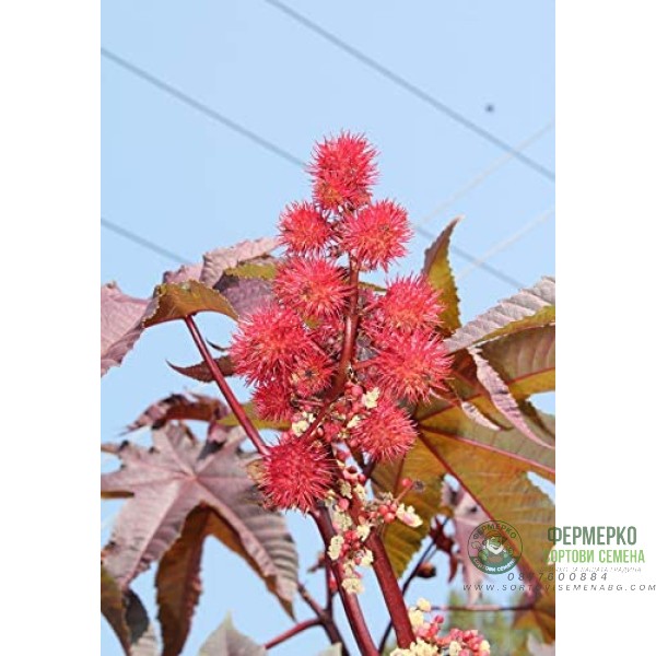 Рицин Ricinus communis L
