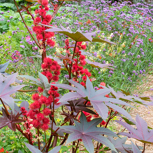 Рицин / Ricinus communis L