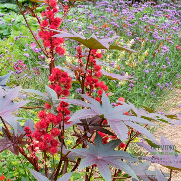 Рицин Ricinus communis L