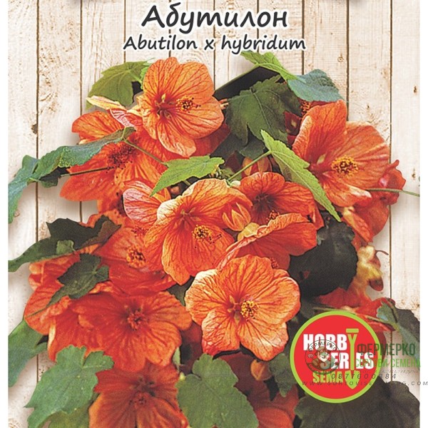 Семена за Абутилон (Стаен клен) Abutilon hybridum