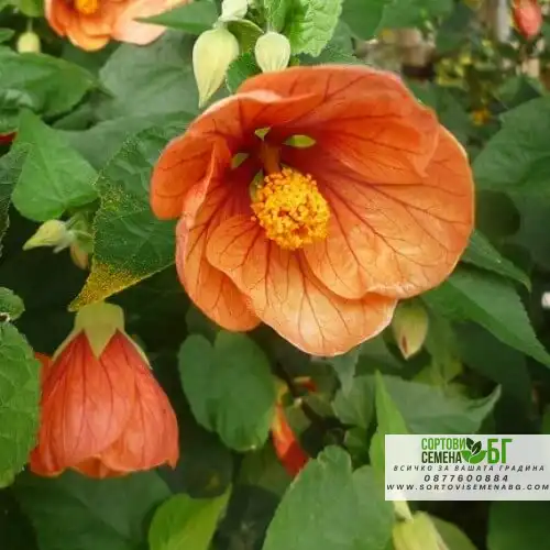 Семена за Абутилон (Стаен клен)  / Abutilon hybridum