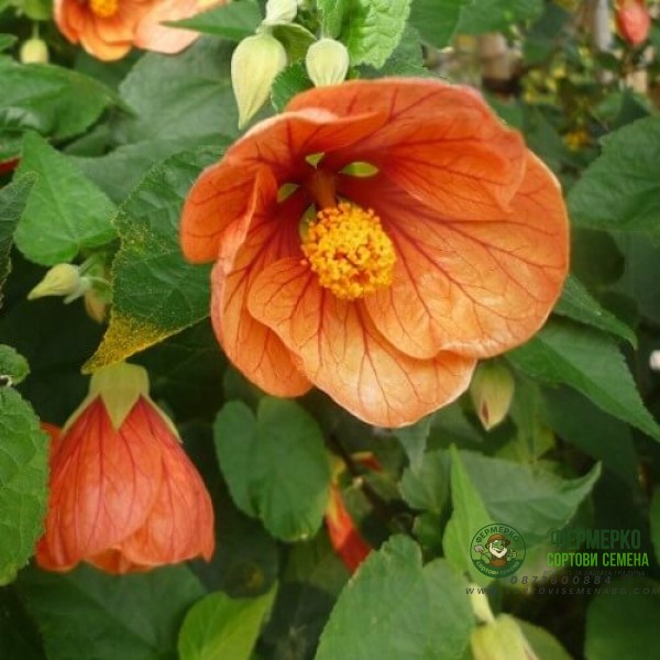 Семена за Абутилон (Стаен клен) Abutilon hybridum