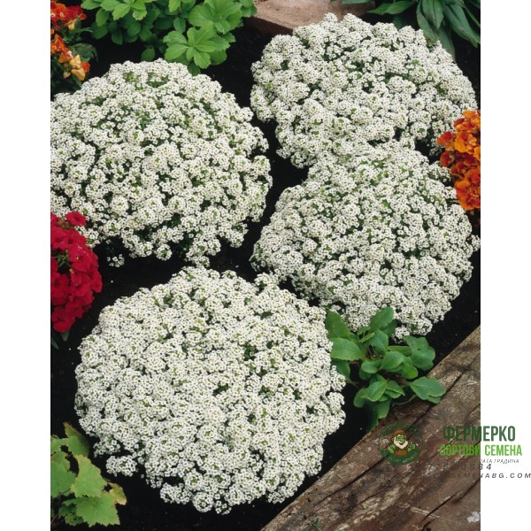 Семена за Алисум бял Alyssum annual carpet