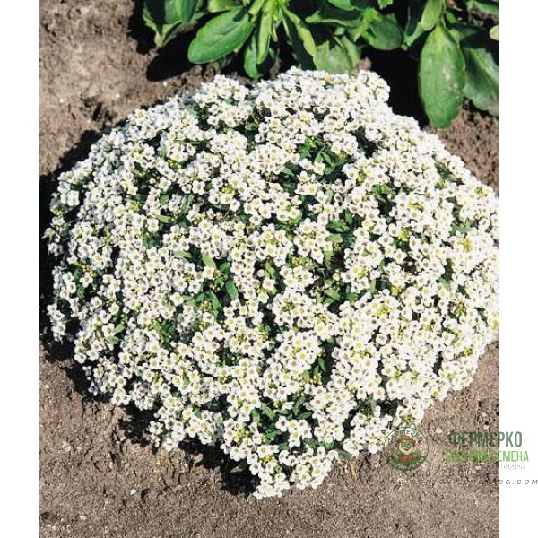 Семена за Алисум бял Alyssum annual carpet