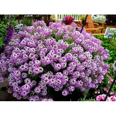 Семена за Алисум Лилав / Alyssum annual royal