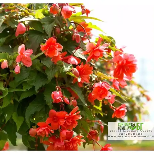 Семена за каскадна Бегония червена / Begonia tuberhybrida pendula