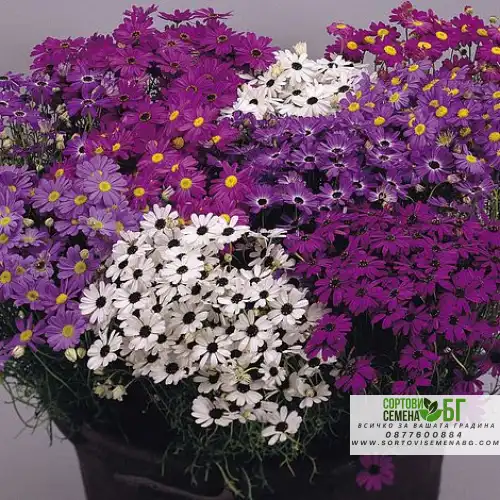Семена за Брахикоме микс / Brachyscome iberidifolia Семена за Брахикоме микс / Brachyscome iberidifolia