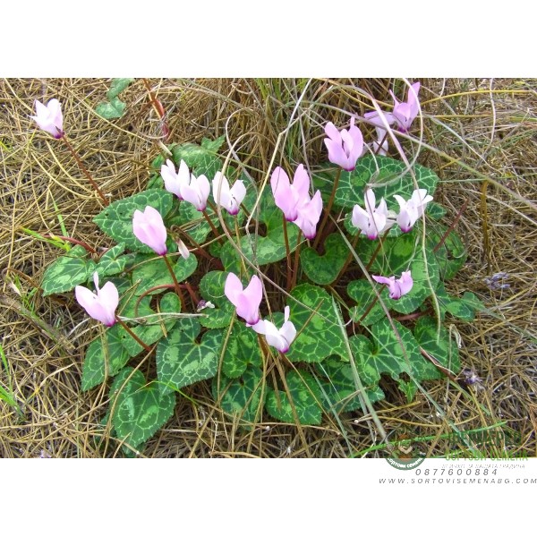 Семена за Цветя Циклама Cyclamen persicum