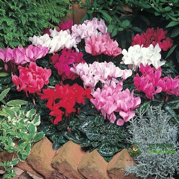 Семена за Цветя Циклама Cyclamen persicum