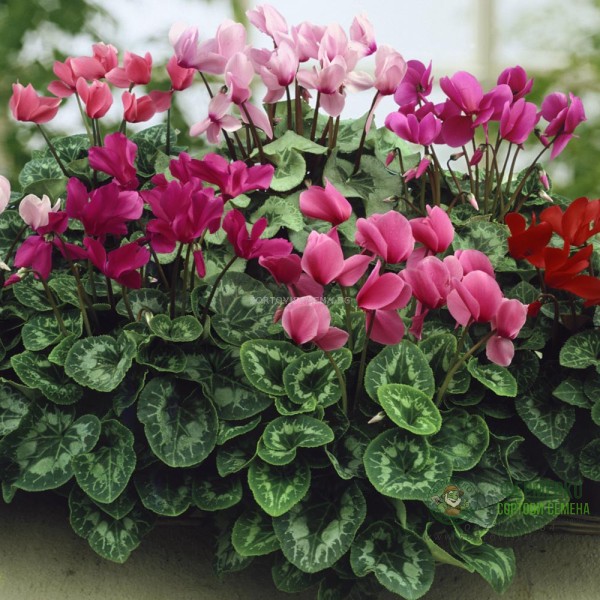 Семена за Цветя Циклама Cyclamen persicum