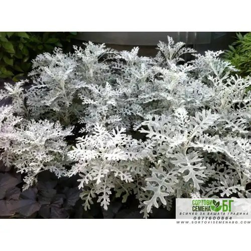 Семена за Цинерария сребриста / Cineraria maritima