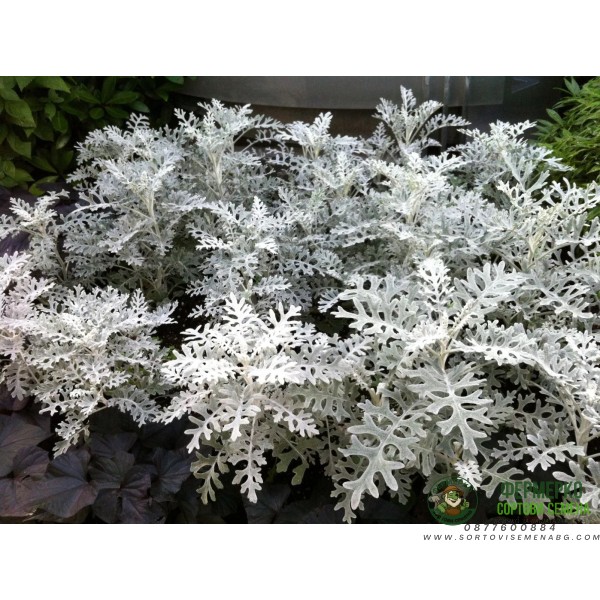 Семена за Цинерария сребриста Cineraria maritima