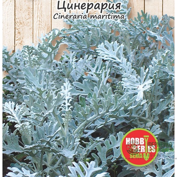 Семена за Цинерария сребриста Cineraria maritima