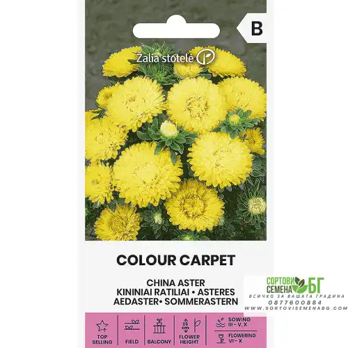 Астри Жълти Цветен килим / Callistephus chinensis (L.) Ness Астри Жълти Цветен килим / Callistephus chinensis (L.) Ness
