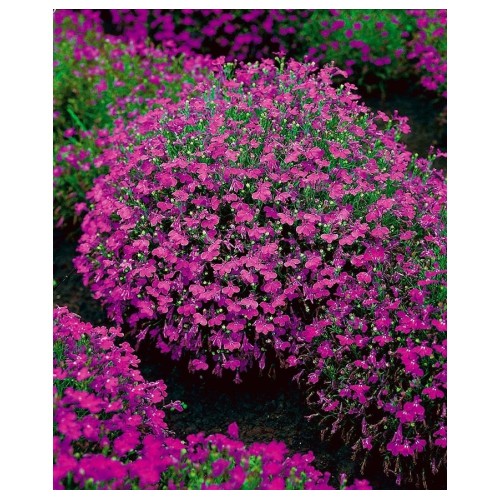 Лобелия Червена Каскадна / Lobelia erinus L.