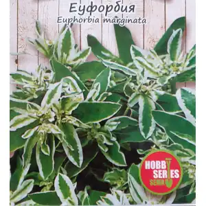 Еуфорбия / Euphorbia marginata