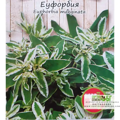Еуфорбия / Euphorbia marginata