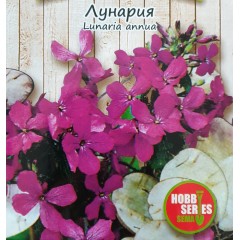 Лунария Lunaria annua