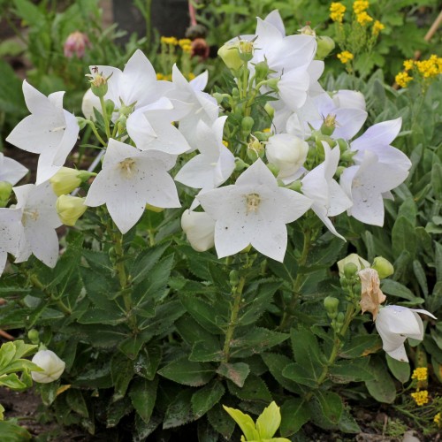 Семена за Цветя Платикодон / Platycodon grandiflorus