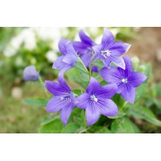 Семена за Цветя Платикодон Platycodon grandiflorus